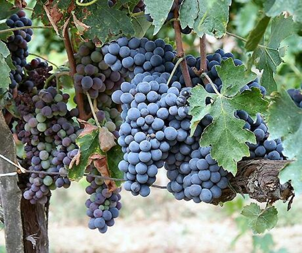 Grapes at Les Bardons