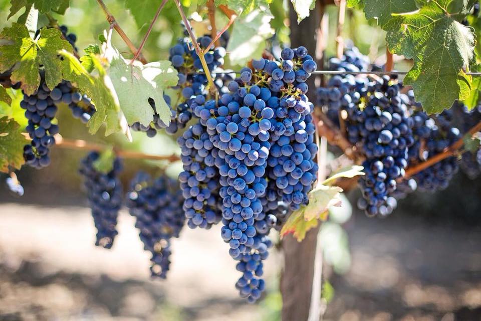 Grapes at Les Bardons