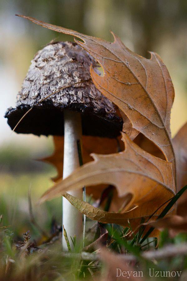 Automn in La Pacaudiere